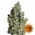 Tangerine Dream - Barney's Farm